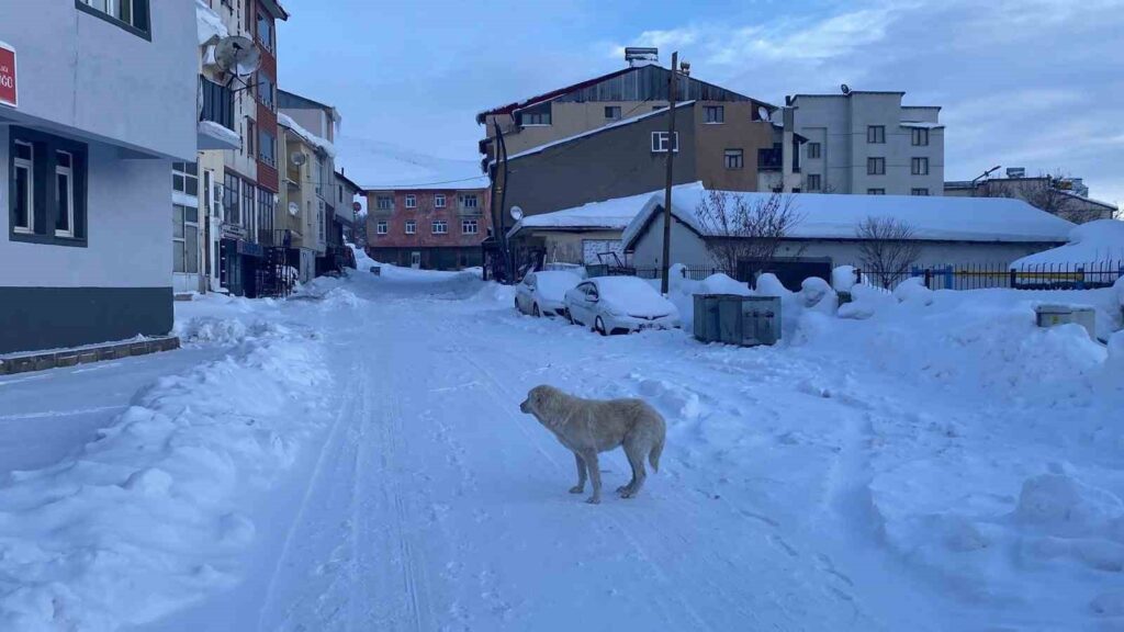 Karlıova’da Hayat Dondurucu Soğukla Durma Noktasında