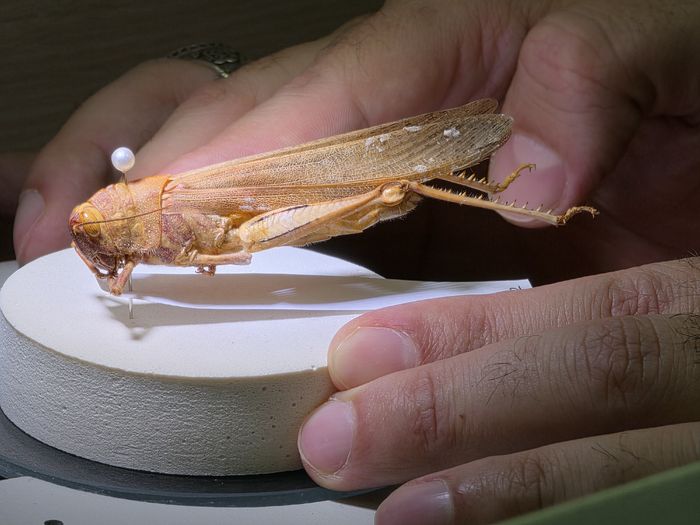 Bingöl’de 71 Çekirge Türü Tespit Edildi